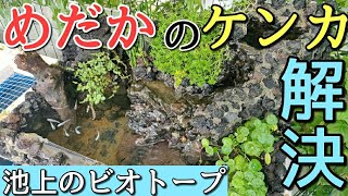 【実演解説】メダカの縄張り争いを解決する