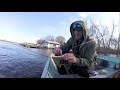 spring walleye mississippi river walleye run dam prespawn walleyes gulp minnows