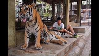 清迈老国王国 | Thailand Chiengmai Tiger Kingdom