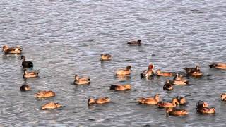 オカヨシガモの群れ　Gadwall (Anas strepera)