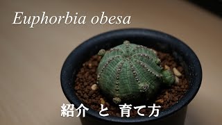 [まるでウニの殻！]オベサの紹介と育て方