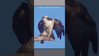 Osprey feeds on a turbot at a coastal wetland #wildlife #osprey #predator