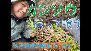 秋田農業見習い＃１　秋田で山菜食べてみた！~カンゾウ~