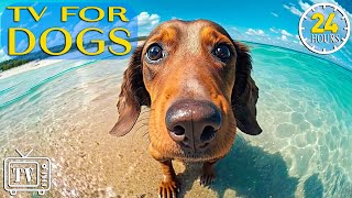 24 Hours of Calming Music for Anxious Dogs: Dog TV - Prevent Boredom \u0026 Anxiety with Music for Dogs!