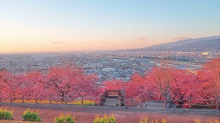 【満開直前のまつだ桜まつり (4K)】 神奈川県 松田町 February 13, 2024 Cherry blossoms