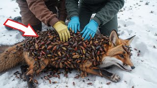 The Story: A Fox Infested with Parasites and Millions of Insects is Successfully Rescued