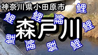 第71話 鯉を釣って良いなら爆釣間違いなし。釣っていいなら・・・。森戸川