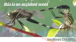 The Dragonfly Are Mating || Capung Kawin