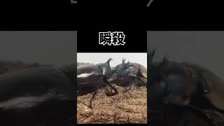 カブトムシvsゾンメルツヤクワガタ