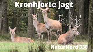 NaturNørd 330. På jagt efter den Danske Kronhjort. !!!!