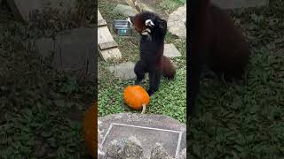 レッサーパンダの全力攻撃が可愛すぎるwwwwwww red panda attack on pumpkin