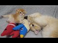 pucca the cat and charo s kittens look like a real mother and son...