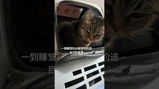 记录猫咪日常 我和我的猫 是只小肉团啊