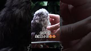 生後２ヶ月でお迎えして間もないときです。#shorts #フクロウ #owl #アフリカオオコノハズク