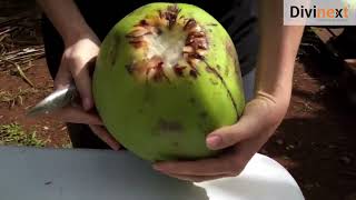 How To Use Coconut Opener | Stainless Steel Green Coconut Opener | Tender Coconut Opener |