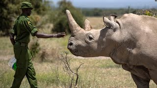 the world's largest rhino in 2020