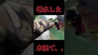 増水した本流で、、、#shorts 【本編はコメント欄から】