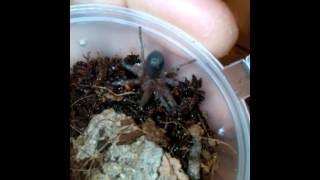 Thork's Birdeaters. Grammostola Pulchra and Pycnoscelus Nigra.