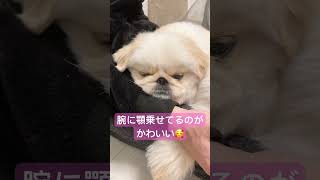 あご乗せがかわいい眠そうなペキニーズ#pekingese #페키니스#北京犬#鼻ぺちゃ犬