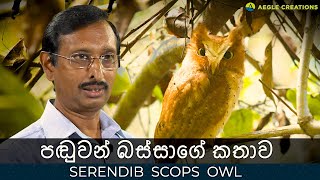 පඬුවන් බස්සාගේ කතාව | SERENDIB SCOPS OWL - SRI LANKA