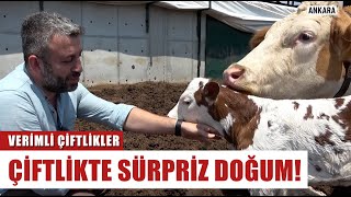 Çiftlikte Sürpriz Doğum! İkiz Buzağı Dünyaya Geldi | Verimli Çiftlikler