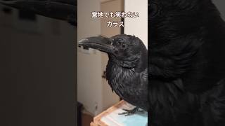 カラスを無理矢理笑わせる　#shorts #カラス #birds #スーパーワルイトリ #かわいい