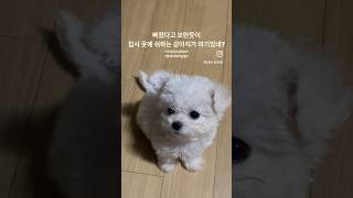 왈왈이 귀여운 얼굴 믿고 반항(?)하던 강아지 시절