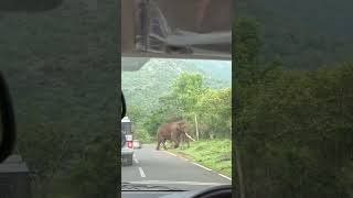 ആന കുത്താൻ വന്നപ്പോൾ😳 #wildanimals #wildlife #elephant