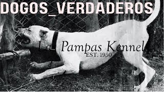 🔴 EXCLUSIVE DOGO INTERVIEW - LAS PAMPAS KENNELS - THE FAMILY WHO HELPED DEVELOP THE DOGO ARGENTINO!