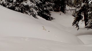 Pop Goes the Weasel! Long-tailed Weasel in Montana.