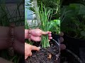 Cutting leave garlic grow in the garden vegetables #vegetables #agriculture #shortvideo