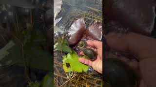 Picking Snails is my favorite thing in the early morning. | #snail #snails #bigsnail