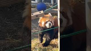 20250102りんごフィーダーとたけのこ #レッサーパンダ #羽村市動物公園 #ヒノトントンzoo #たけのこ #redpanda