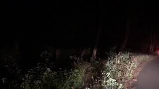 Tiger sightings in Wayanad