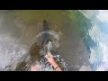 sight fishing giant bass in clear city pond