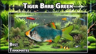 Green Tiger Barb best tankmates in a 200 l aquarium