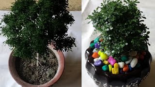 how to grow kamini bonsai || bonsai || how to repot kamini bonsai || #Anmolprakriti