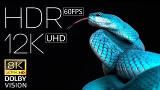 12K HDR 60fps Dolby Vision | World of Animals 8K Videos Ultra HD