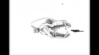 EVA Vet ToothChart Usage And Sensor Positioning