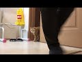 猫と一緒に月間チャレンジ【476日目】バーピー u0026ぶら下がり