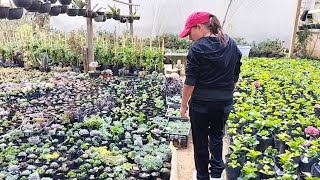 tour por el vivero más grande de la sierra sur de Oaxaca infinidad de plantas (segunda parte)🌺🥀🌿😍