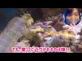 【海水水槽】イエローヘッドジョーフィッシュの1日ルーティン！