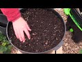 pots filled with bokashi compost