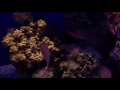 leptopsammia pruvoti sunset cup coral and apogon imberbis cardinalfish hd