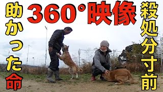 【360°映像】噛み犬・野犬達の群れ！処分寸前で助かった犬達の素顔を見てください！