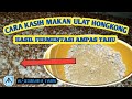 CARA KASIH FERMENTASI AMPAS TAHU UNTUK PAKAN ULAT HONGKONG || cara ternak ulat hongkong #5