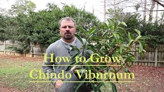 How to grow Chindo Viburnum - Viburnum awabuki - Great Screening Plant