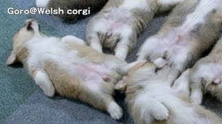 Cute corgi puppies part 7 run in dream / 夢の中で走るコーギー 子犬 お昼寝 20130706