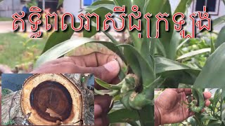 ឥទ្ធិពលដើមរាសីជុំក្រឡង់ពិតជាមិនធម្មតាមែនKhmer daily 2019