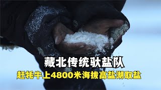 藏北传统驮盐队，赶牦牛上4800米海拔高盐湖取盐，一袋盐换三袋青稞